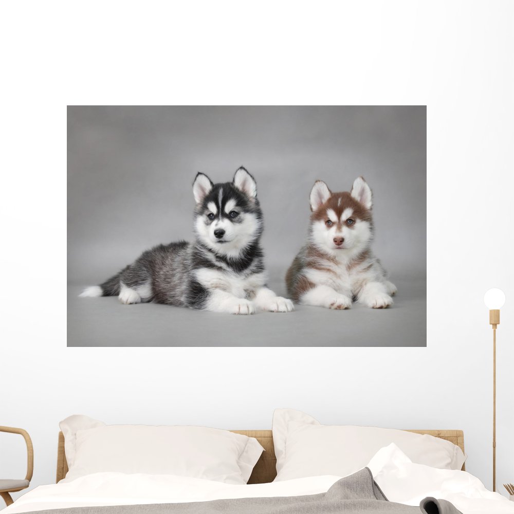 Amazon.com: Wallmonkeys Siberian Husky Dog Puppies Wall